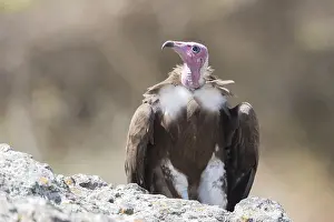 Rapace: Afrique, Ethiopie, Valle du Rift, Debre Libanos