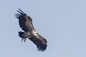 Rapace: Afrique, Ethiopie, Valle du Rift, Debre Libanos
