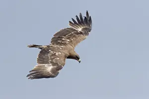 Aquila: Afrique, Ethiopie, Valle du Rift, Debre Libanos