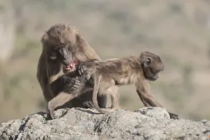Theropithecus: Afrique, Ethiopie, Valle du Rift, Debre Libanos