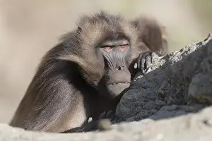 Dominant: Afrique, Ethiopie, Valle du Rift, Debre Libanos