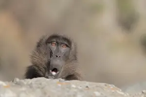 Gelada: Afrique, Ethiopie, Valle du Rift, Debre Libanos