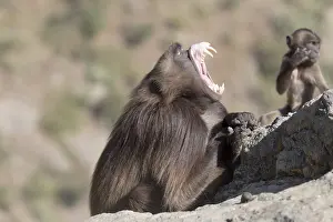 Dominant: Afrique, Ethiopie, Valle du Rift, Debre Libanos