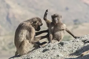 Gelada: Afrique, Ethiopie, Valle du Rift, Debre Libanos