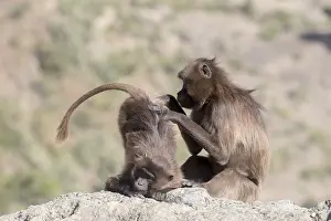 Gelada: Afrique, Ethiopie, Valle du Rift, Debre Libanos