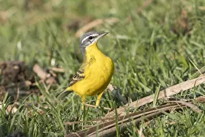 Motacillidae: Afrique, Ethiopie, Valle du Rift, Lac de Ziway