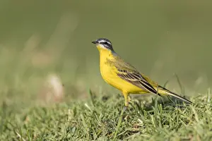 Motacillidae: Afrique, Ethiopie, Valle du Rift, Lac de Ziway