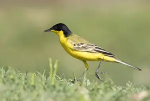 Motacillidae: Afrique, Ethiopie, Valle du Rift, Lac de Ziway