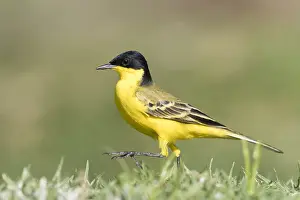 Motacillidae: Afrique, Ethiopie, Valle du Rift, Lac de Ziway
