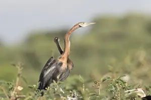 Anhinga: Afrique, Ethiopie, Valle du Rift, Lac de Ziway