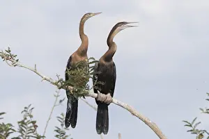 Anhinga: Afrique, Ethiopie, Valle du Rift, Lac de Ziway