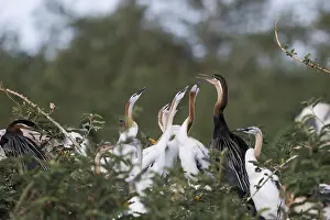 Anhinga: Afrique, Ethiopie, Valle du Rift, Lac de Ziway