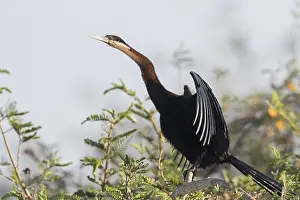 Anhinga: Afrique, Ethiopie, Valle du Rift, Lac de Ziway