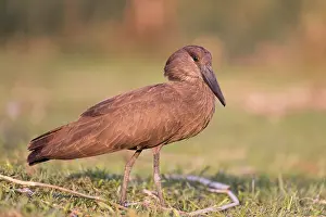Umbretta: Afrique, Ethiopie, Valle du Rift, Lac de Ziway