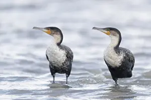 Suliformes: Afrique, Ethiopie, Valle du Rift, Lac de Ziway