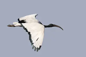 Threskiornis: Afrique, Ethiopie, Valle du Rift, Lac de Ziway