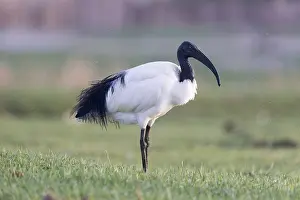 Threskiornis: Afrique, Ethiopie, Valle du Rift, Lac de Ziway