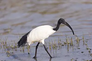 Threskiornis: Afrique, Ethiopie, Valle du Rift, Lac de Ziway