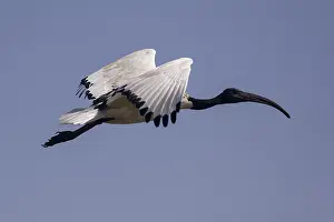 Threskiornis: Afrique, Ethiopie, Valle du Rift, Lac de Ziway