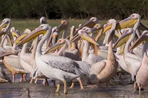 Onocrotalus: Afrique, Ethiopie, Valle du Rift, Lac de Ziway