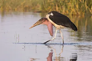 Charognard: Afrique, Ethiopie, Valle du Rift, Lac de Ziway