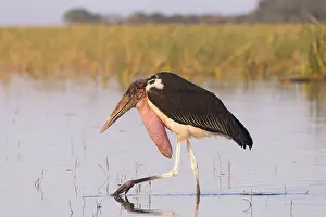 Charognard: Afrique, Ethiopie, Valle du Rift, Lac de Ziway