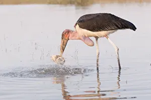 Charognard: Afrique, Ethiopie, Valle du Rift, Lac de Ziway