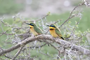 Eater: Afrique, Ethiopie, Valle du Rift, Lac de Ziway