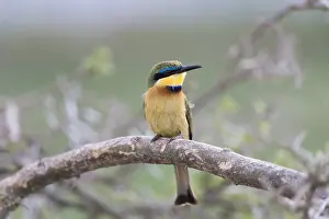 Eater: Afrique, Ethiopie, Valle du Rift, Lac de Ziway