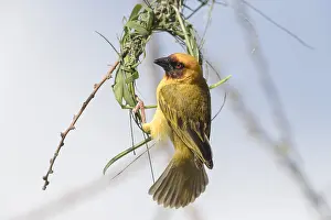 Ploceidae: Afrique, Ethiopie, Valle du Rift, Lac de Ziway