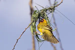 Cucullatus: Afrique, Ethiopie, Valle du Rift, Lac de Ziway
