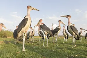 Charognard: Afrique, Ethiopie, Valle du Rift, Lac de Ziway