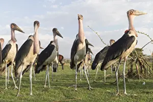 Charognard: Afrique, Ethiopie, Valle du Rift, Lac de Ziway