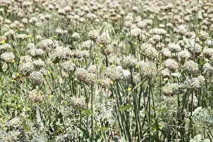 Fleurs: Afrique, Ethiopie, Valle du Rift, Ziway, culture