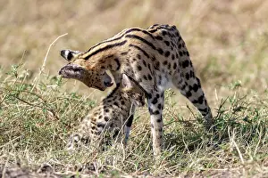 Serval: Afrique de l'Est, Kenya, Reserve nationale du Masai Mara, Pa