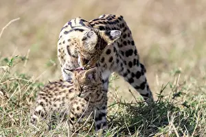 Serval: Afrique de l'Est, Kenya, Reserve nationale du Masai Mara, Pa