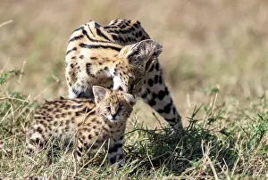 Serval: Afrique de l'Est, Kenya, Reserve nationale du Masai Mara, Pa