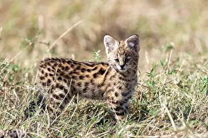 Serval: Afrique de l'Est, Kenya, Reserve nationale du Masai Mara, Pa