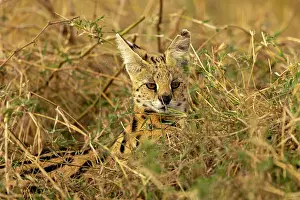 Serval: Afrique de l'Est, Kenya, Reserve nationale du Masai Mara, Pa