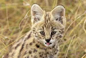 Serval: Afrique de l'Est, Kenya, Reserve nationale du Masai Mara, Pa