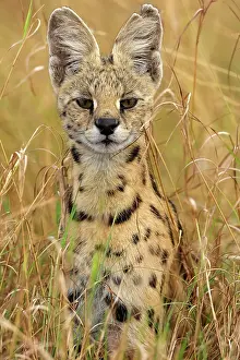 Serval: Afrique de l'Est, Kenya, Reserve nationale du Masai Mara, Pa