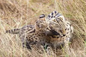 Serval: Afrique de l'Est, Kenya, Reserve nationale du Masai Mara, Pa