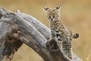 Serval: Afrique de l'Est, Kenya, Reserve nationale du Masai Mara, Pa