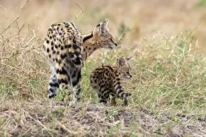 Serval: Afrique de l'Est, Kenya, Reserve nationale du Masai Mara, Pa