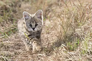 Serval: Afrique de l'Est, Kenya, Reserve nationale du Masai Mara, Pa