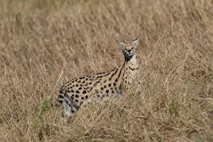 Serval: Afrique de l'Est, Kenya, Reserve nationale du Masai Mara, Pa