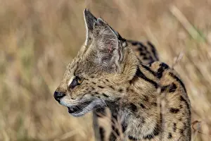Serval: Afrique de l'Est, Kenya, Reserve nationale du Masai Mara, Pa