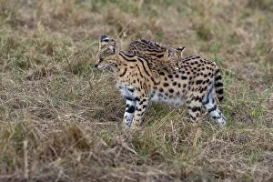 Serval: Afrique de l'Est, Kenya, Reserve nationale du Masai Mara, Pa