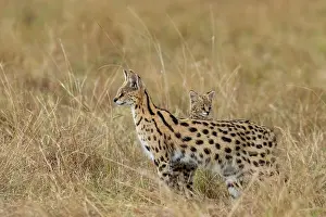 Serval: Afrique de l'Est, Kenya, Reserve nationale du Masai Mara, Pa