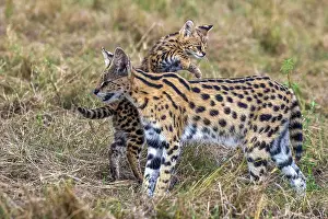 Porte: Afrique de l'Est, Kenya, Reserve nationale du Masai Mara, Pa